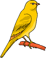 canary
