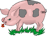 pig