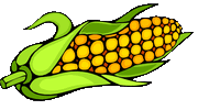 maize