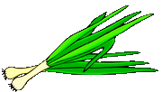 spring onion