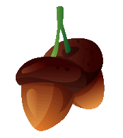 acorn