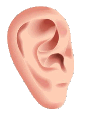 ear