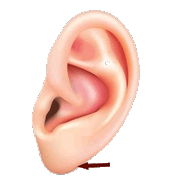 earlobe