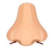 nostril