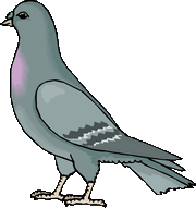 pigeon