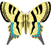 butterfly