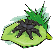tarantula