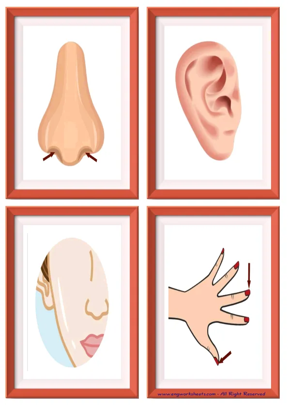 Quarter page ESL Flashcard without words containing Body Parts picture for kids and teachers. Worksheet Preview