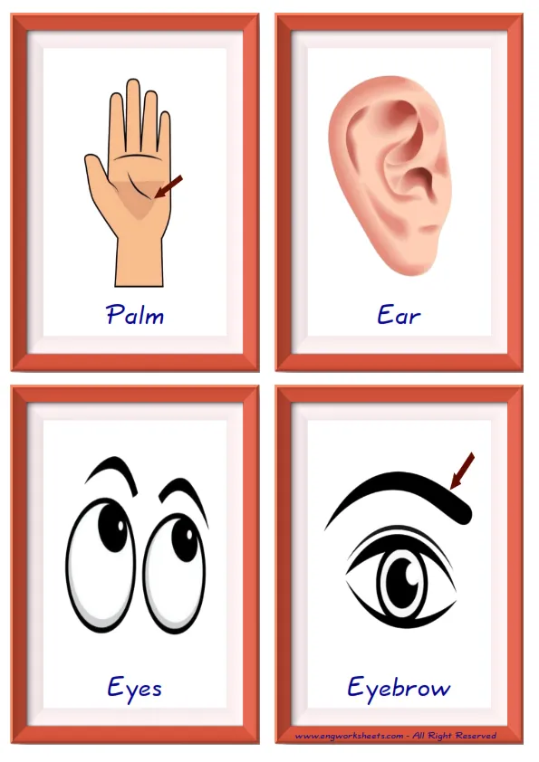 Quarter page ESL Flashcard together with words containing Body Parts picture for kids and teachers. Worksheet Preview