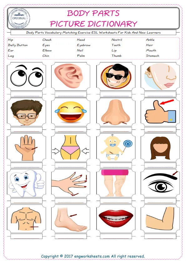 Body Parts for Kids ESL Word Matching English Exercise Worksheet. Worksheet Preview