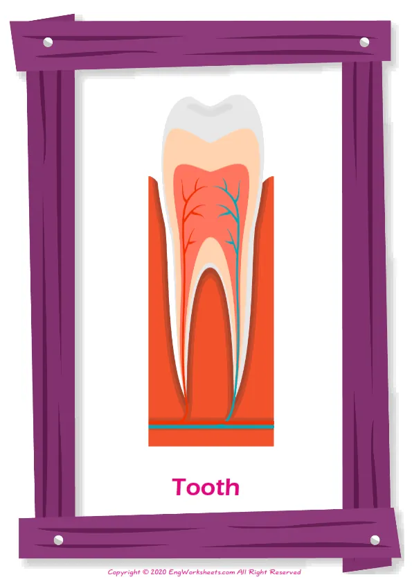 Dental Care ESL Printable Picture Dictionary For Kids. Write the Numbers in the Word List Next to the Pictures. Worksheet Preview