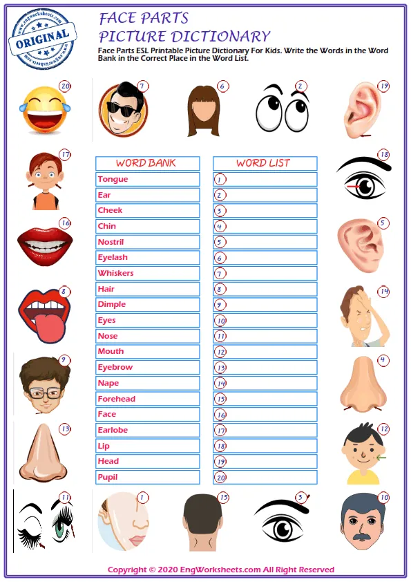 Face Parts ESL Printable Picture Dictionary For Kids. Write the Words in the Word Bank in the Correct Place in the Word List. Worksheet Preview