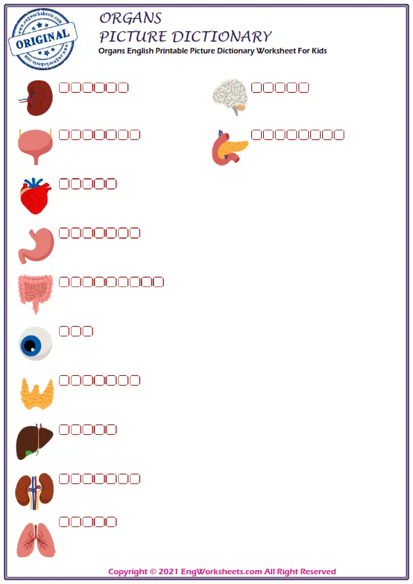Organs English Printable Picture Dictionary Worksheet For Kids Worksheet Preview