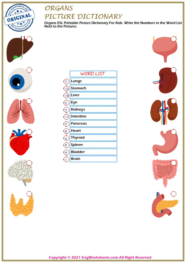 Organs ESL Printable Picture Dictionary For Kids. Write the Numbers in the Word List Next to the Pictures. Worksheet Preview