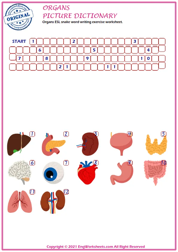 Organs ESL snake word writing exercise worksheet. Worksheet Preview