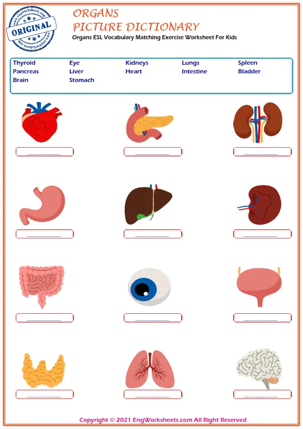 Organs ESL Vocabulary Matching Exercise Worksheet For Kids Worksheet Preview
