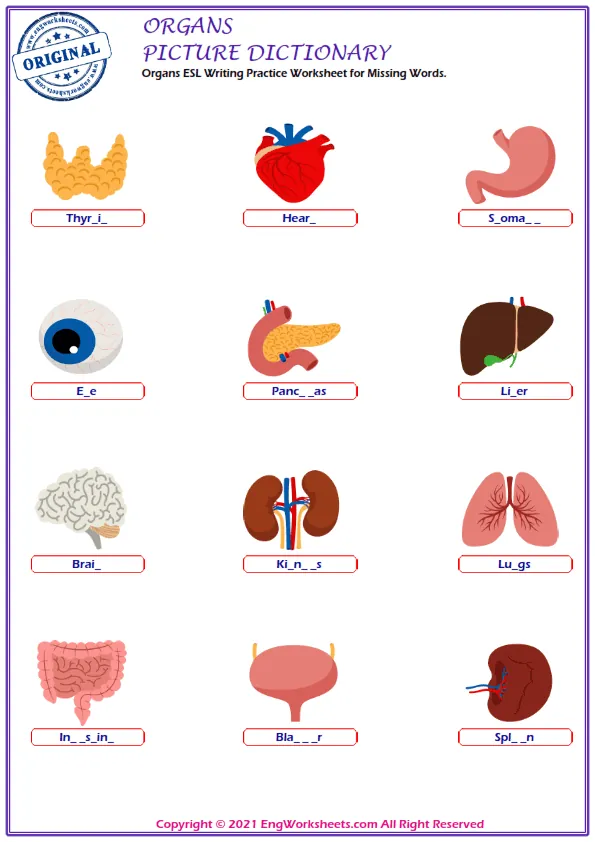 Organs ESL Writing Practice Worksheet for Missing Words. Worksheet Preview