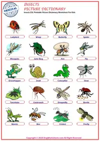 Insects